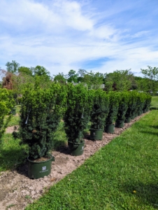 We're also planting Hick's Yews. Yews are known for being slow-growing, but in the right conditions, yew hedge trees can grow about a foot per year. These yews are spaced closely, so they become a closed hedge in time.