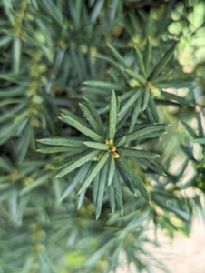 The long, upright-growing branches of Hick's yew have dense, glossy, green foliage that naturally forms a narrow habit.