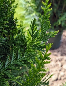 This is Tight Squeeze Western red cedar. This evergreen has a great, compact growth habit that develops into a uniform, narrowly conical tree with shiny foliage.