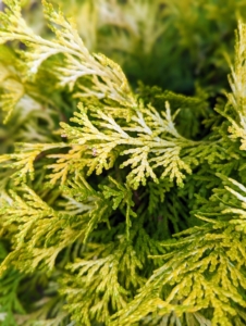 The soft sprays of Paul's Gold threadleaf false cypress emerges yellow in the spring and retains its gold color throughout the winter.