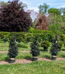 I knew these specimens would make excellent additions to my maze. I designed the maze with a variety of interesting trees, hedges, espaliers, and shrubs that would all grow tall enough to prevent walkers from seeing the paths ahead.