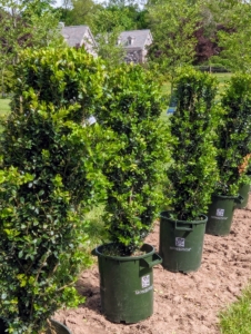 Green Tower boxwood is a nice evergreen hedge for tight spaces because of its upright and narrow growth habit.