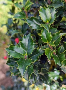 Red Beauty holly has bright red berries combined with glossy, dark green foliage. Many varieties of holly, Ilex, have compact habits and glistening leaves that’s excellent for hedges, borders, and yes, mazes.