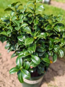 Volcano cherry laurel is a versatile evergreen shrub with a rounded, compact form and attractive, dense, leathery, glossy foliage.