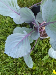 This is one of our cabbage plants grown from seed. Cabbage has flat or curly, tight, or loose leaves; and comes in green, white, red, and purple colors.