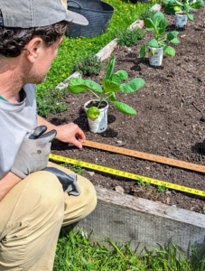 Ryan thinks through the measurements of each bed to assess how many rows of each vegetable can be planted in the space. He takes into consideration the number of plants and the size of the vegetables when mature. Ryan places as many as he can in the bed without compromising the needs of each plant.