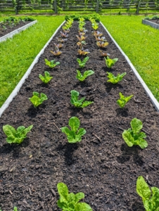 These are Chinese cabbage plants. Here, one can see how they are planted so they all have enough room to grow. The plants are about 12 inches apart. The trick to growing brassicas is steady, uninterrupted growth. That means rich soil, plenty of water, and good fertilization.