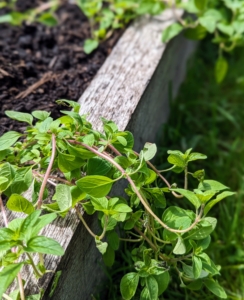 At the end of the beds, we also plant herbs. This is oregano, an herb from the mint, or Lamiaceae family, which adds a peppery bite and slight sweetness to foods.