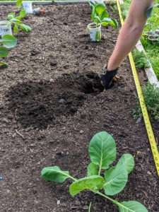 Josh carefully plants each one. They should be planted in holes just slightly deeper than the container depth - about half the stem should be buried. Brassicas also require exposure to full sun – at least six to eight hours per day. Lack of sunlight may produce thin, leggy plants and subpar heads.
