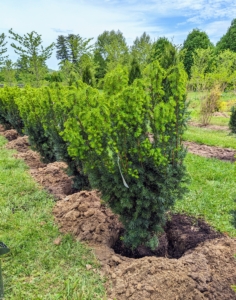 Each potted specimen is placed into the hole to ensure the hole is the right size and depth. When planting, always check that the plant is positioned with the best side facing out, or in this case, facing the path.