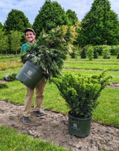 Here's Ryan placing nicely sized dense spreading yews which are low maintenance and do excellently in well draining soil.