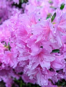 The best time to shop for azaleas is when they are in bloom, so one can see their bright colors and forms.