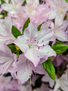 Azalea petal shapes range from narrow to triangular to overlapping rounded petals. They can also be flat, wavy, or ruffled.