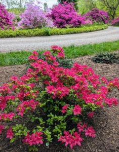 When I expanded the azalea garden, I added a variety of different azaleas and arranged them by color.