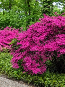 My azalea collection starts in a lightly wooded area where they get lots of filtered sunlight throughout the day. A few years ago, I extended the garden down the carriage road and planted more than 300-azaleas.