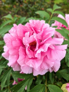 This is one of the many tree peony flowers. Tree peonies do not die back to the ground in autumn. Like a rose bush, tree peonies drop their leaves and their woody stems stand through the winter.
