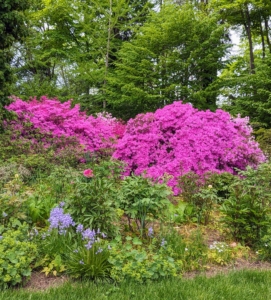 Here they are flowering among the tree peonies. The large mounds of bold pink look so gorgeous surrounded by all the green foliage. Azaleas are native to several continents including Asia, Europe, and North America.