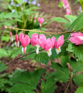 It's hard to miss these beautiful flowers. Dicentra is an elegant, easy-to-care-for perennial for shady gardens. More commonly known as bleeding heart, it is named for its heart-shaped blossoms that dangle from slender, arching stems. Dicentra is a great companion for other shade loving perennials such as hosta, astilbe and ferns. Here it is in pink.