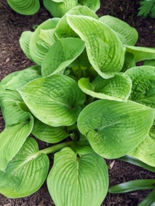Hostas are native to northeast Asia and include hundreds of different cultivars.