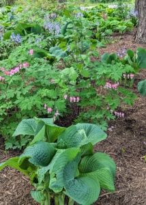 The area is also planted with viburnum, cotinus, Spanish bluebells, and bleeding hearts, Dicentra.