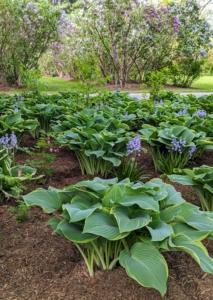 The hostas were strategically positioned and spaced, paying attention to variety, color, and growth habit.