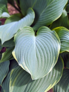 Hosta is a genus of plants commonly known as hostas, plantain lilies, and occasionally by the Japanese name, giboshi.