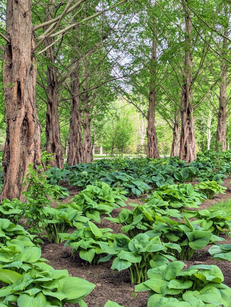 My Garden of Hostas - The Martha Stewart Blog