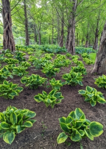 Unlike many perennials, which must be lifted and divided every few years, hostas are happy to grow in place without much interference. In summer, blooms on long stalks extend up above the clumping hosta foliage.