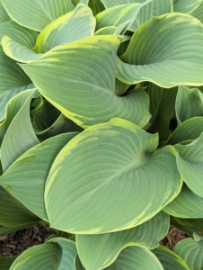 ‘Regal Splendor’ is a large hosta featuring thick, wavy-undulate, blue-gray leaves with irregular creamy white to pale yellow margins and cuspidate tips.