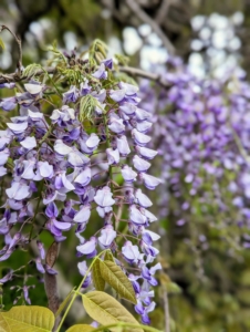 The flowers drape down from soft green heads of foliage. When blooming, the compact head of a wisteria looks so sensational.