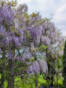 In the center are wisteria standards. Right now, these beauties are cascading over the pergola and giving off the most intoxicating fragrance. Wisteria is valued for its beautiful clusters of flowers that come in purple, pink and white.