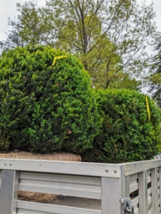 George personally delivered three handsome boxwood shrubs. I knew they would be perfect for the space. Boxwood has upright, naturally cone-shaped habits making them excellent for planting free-form or for a sculpted hedge or border.