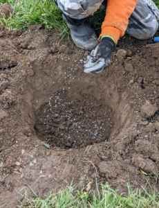 As each specimen is planted, fertilizer is dropped into the hole and mixed in with the existing soil. This is Scott's Miracle-Gro Shake 'n Feed for Flowering Trees and Shrubs.