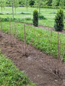 These shrubs will mature nicely and look so beautiful next to the evergreens in the next row. The entire maze is looking great – I am very pleased with how it is turning out.