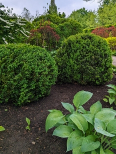 And then one by one, each boxwood shrub is planted in the ground. When necessary, always water boxwoods slowly and deeply. Overwatering can cause root diseases, while under-watering can cause stress.