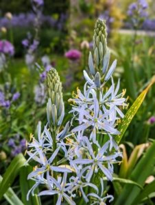 Camassia leichtlinii caerulea forms clusters of linear strappy foliage around upright racemes. Camassia is a genus of plants in the asparagus family native to Canada and the United States. It is best grown in moist, fertile soil and full sun. Here it is in light blue.