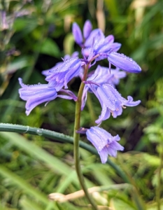 Spanish Bluebells, Hyacinthoides, are unfussy members of the lily family, and native to Spain and Portugal. They are pretty and good for cutting – they add such a nice touch of blue.