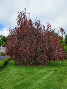On one side of the pergola is this giant weeping copper beech tree – I love these trees with their gorgeous forms and rich color. I have several large specimens on the property. The deep red to copper leaves grow densely on cascading pendulous branches.
