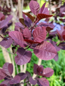 I also have lots of Cotinus. Cotinus, the smoketree, or smoke bush, is a genus of two species of flowering plants in the family Anacardiaceae, closely related to the sumacs. Their smooth, rounded leaves come in exceptional shades of deep purple, clear pinkish-bronze, yellow, and green.