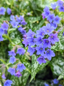 This is Pulmonaria, or lungwort – a beautiful, versatile, hardy plant. Lungworts are evergreen or herbaceous perennials that form clumps in the garden. The spotted oval leaves were thought to symbolize diseased, ulcerated lungs, and so were once used to treat pulmonary infections. The flowers are on short stalks that appear just above the foliage and have gently nodding heads.