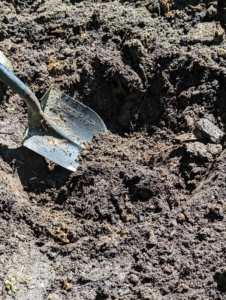 Once they are in place, the digging begins. Holes are dug twice as wide as the boxwood root balls, but no deeper. Once in the hole, the top of the root ball should be a half-inch higher than the soil surface.