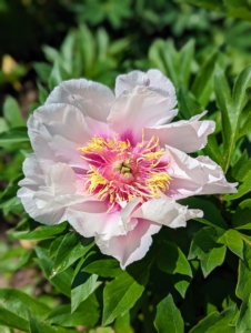 And here is one of the peonies from a plant we just added to the garden a few weeks ago - so gorgeous.