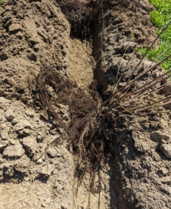 The trench is dug as deep as the root ball is tall, so that the crown of each bare root cutting is no more than one or two inches below the soil surface.
