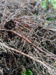 Viburnum roots can grow up to 18-inches deep. They are also fibrous and can adapt to a variety of different soil types.