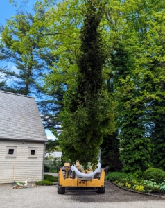 Here it is arriving at the farm. I was so exited to get a call from Scott Richard, co-owner of Select Horticulture, asking me if I wanted this Stewartia tree. I said yes right away. I love stewartias - after all, my name is "Stewart."