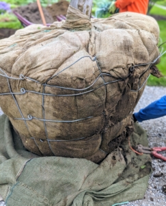 Wire baskets were designed to support the root ball during loading, shipping, and transplanting.