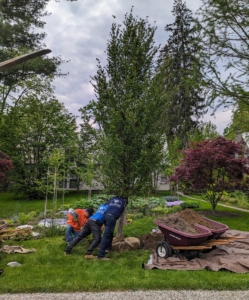 The crew rotates the tree so its best side faces the road and checks that it is straight. When moving heavy trees, only hold it by the base of the trunk or the root ball – never by its branches, which could easily break.
