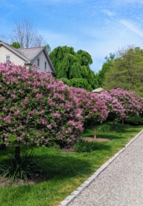 The group saw the apple espaliers and these blooming “Miss Kim” Korean lilac standards. This upright, compact lilac blooms later than others, extending the season with deep purple buds that reveal clusters of highly fragrant, lavender flowers.