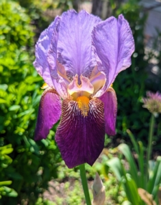 We walked through the flower cutting garden and saw some of its first blooms. This is one of many irises we'll see this season. Iris is a genus of almost 300-species of flowering plants with showy flowers. It takes its name from the Greek word for a rainbow, which is also the name for the Greek goddess of the rainbow, Iris.