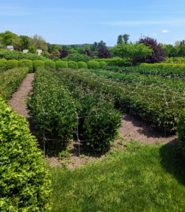 My herbaceous peony bed is just coming to life with the bold green foliage and all the many buds waiting to open. My herbaceous peony collection includes 11-double rows of peonies, and 22 different varieties of peony plants – two varieties in each row.